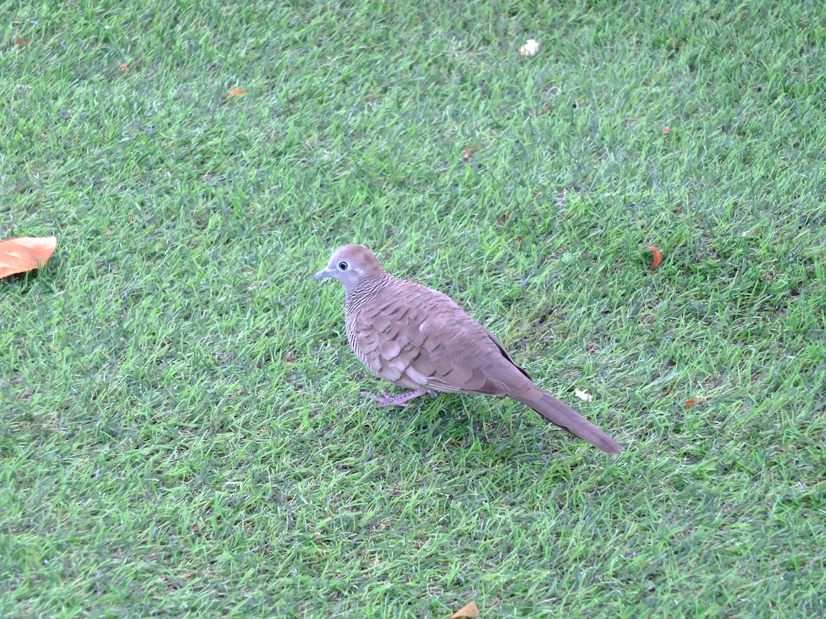 Zebra Dove - ML610328984