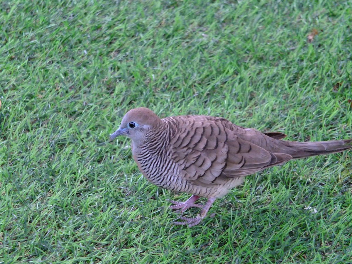 Zebra Dove - ML610328985