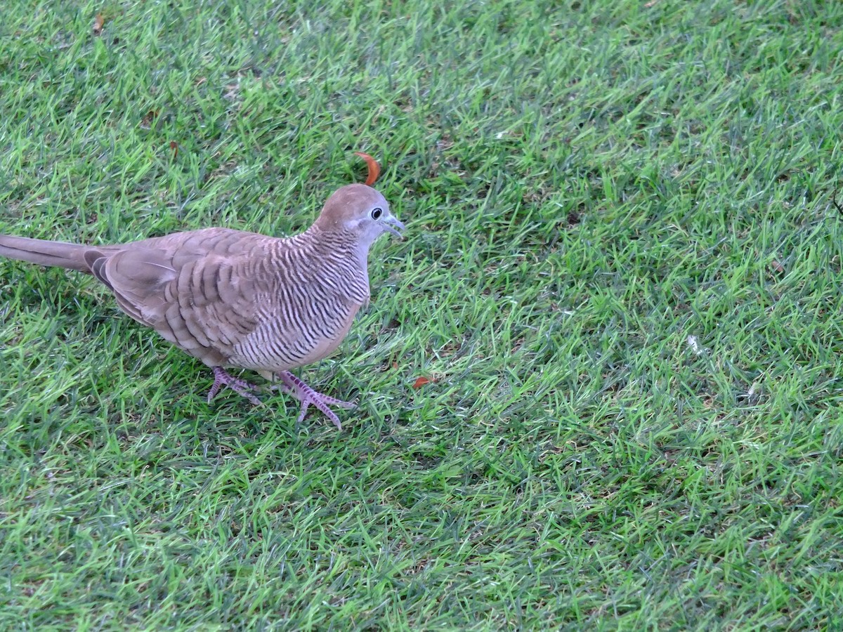 Zebra Dove - ML610328986