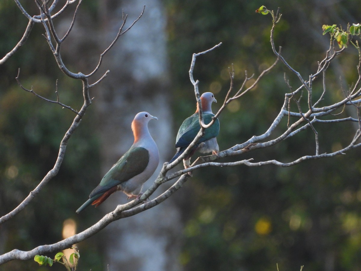 Green Imperial-Pigeon (Rufous-naped) - ML610329028