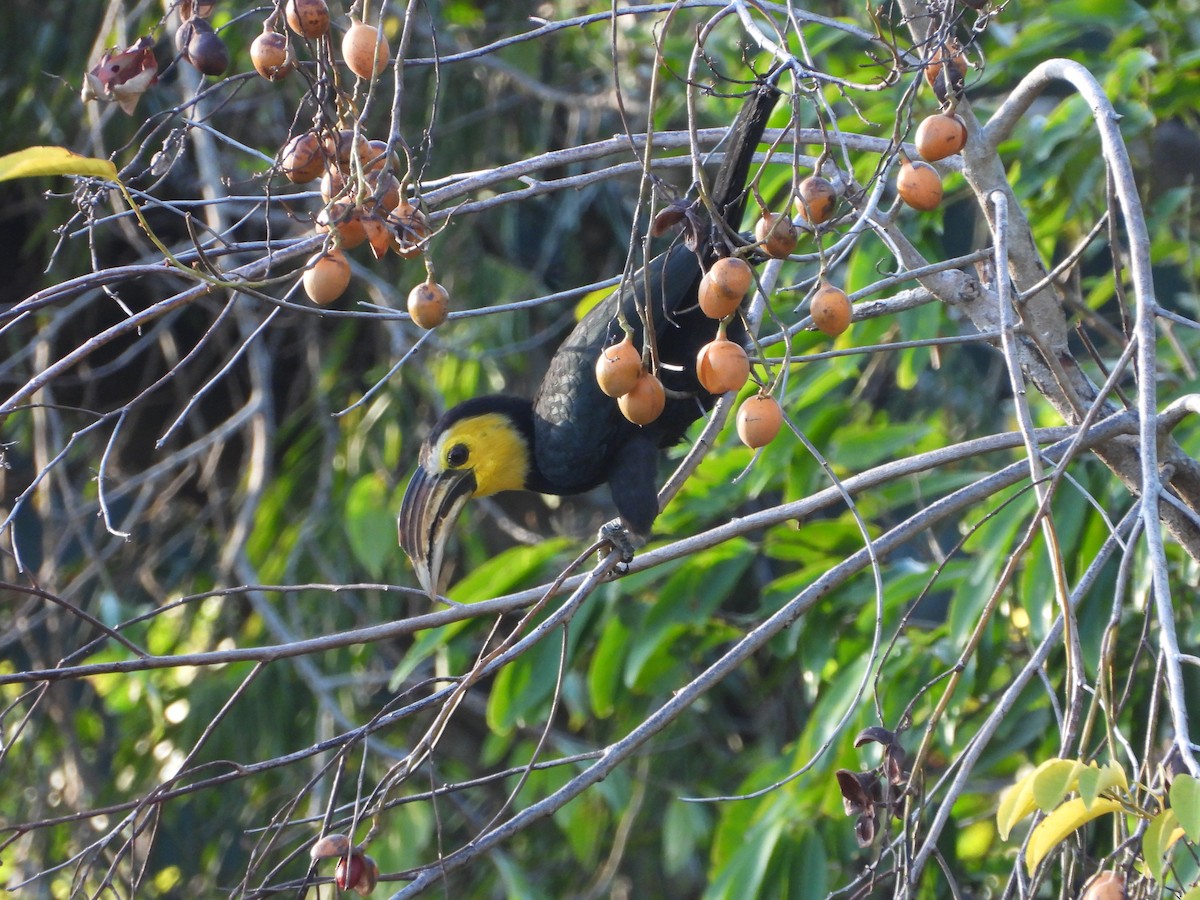 Gelbmasken-Hornvogel (exarhatus) - ML610329039