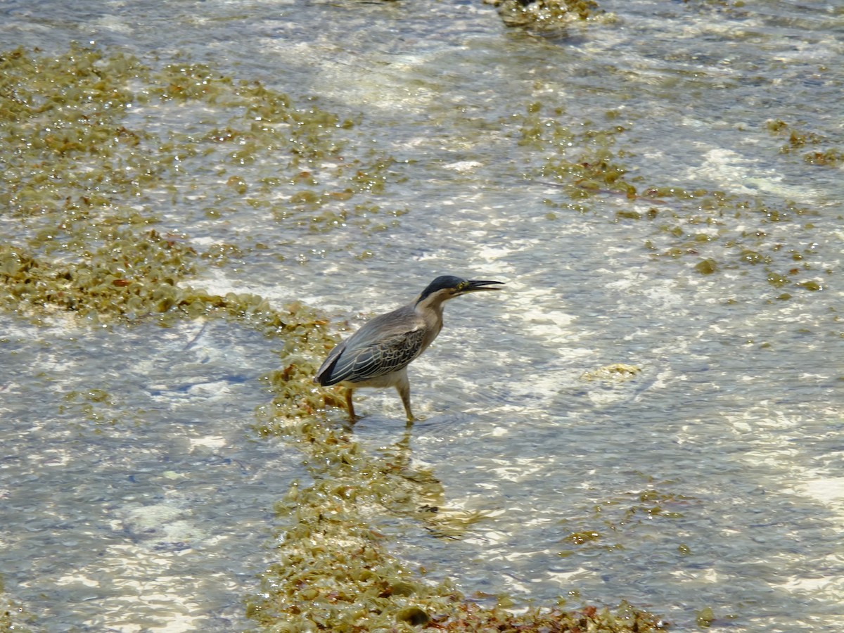 Striated Heron - Detlef Stremke