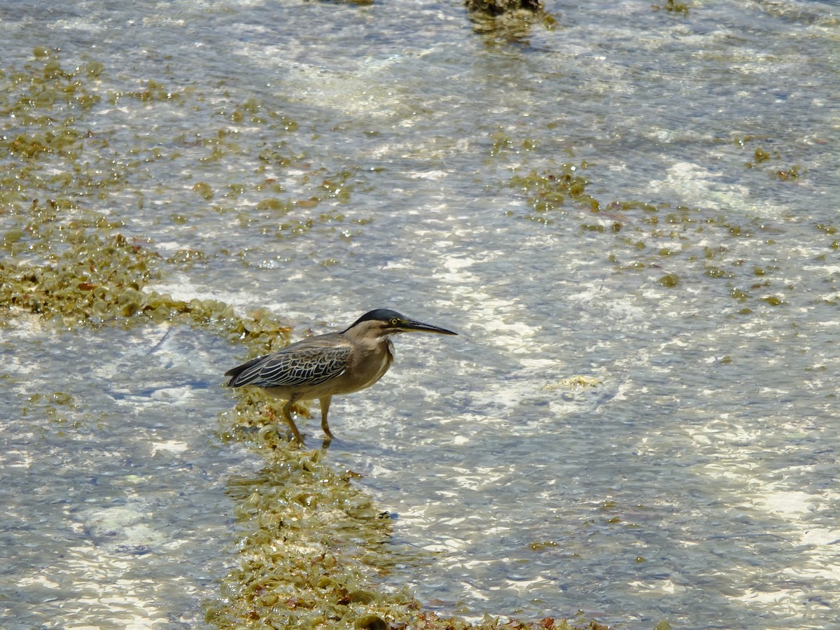 Striated Heron - Detlef Stremke