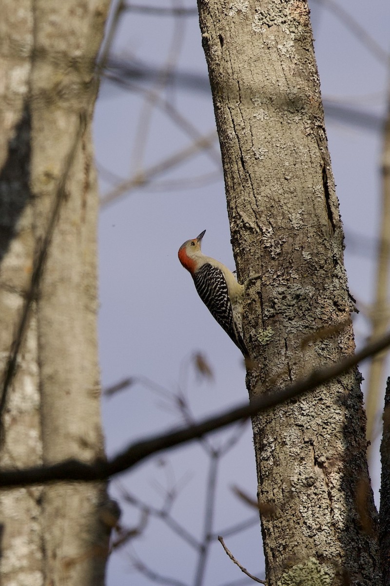 Red-bellied Woodpecker - ML610329192