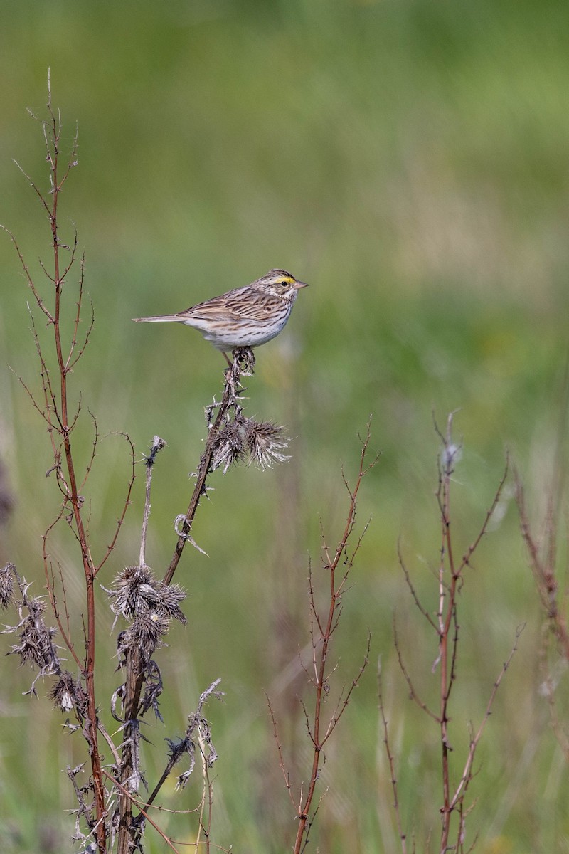 Savannah Sparrow - Carol Holmes