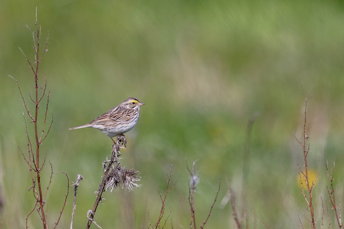 Savannah Sparrow - Carol Holmes