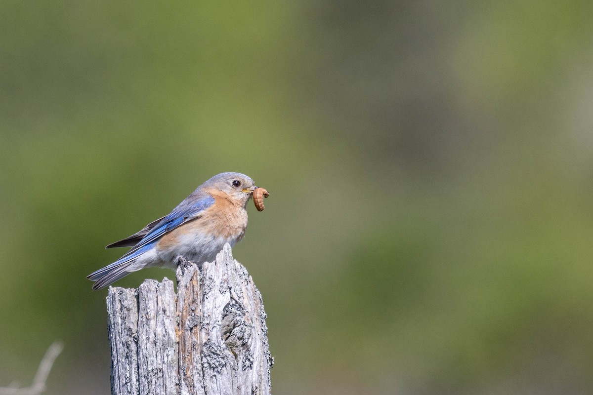 Eastern Bluebird - Carol Holmes