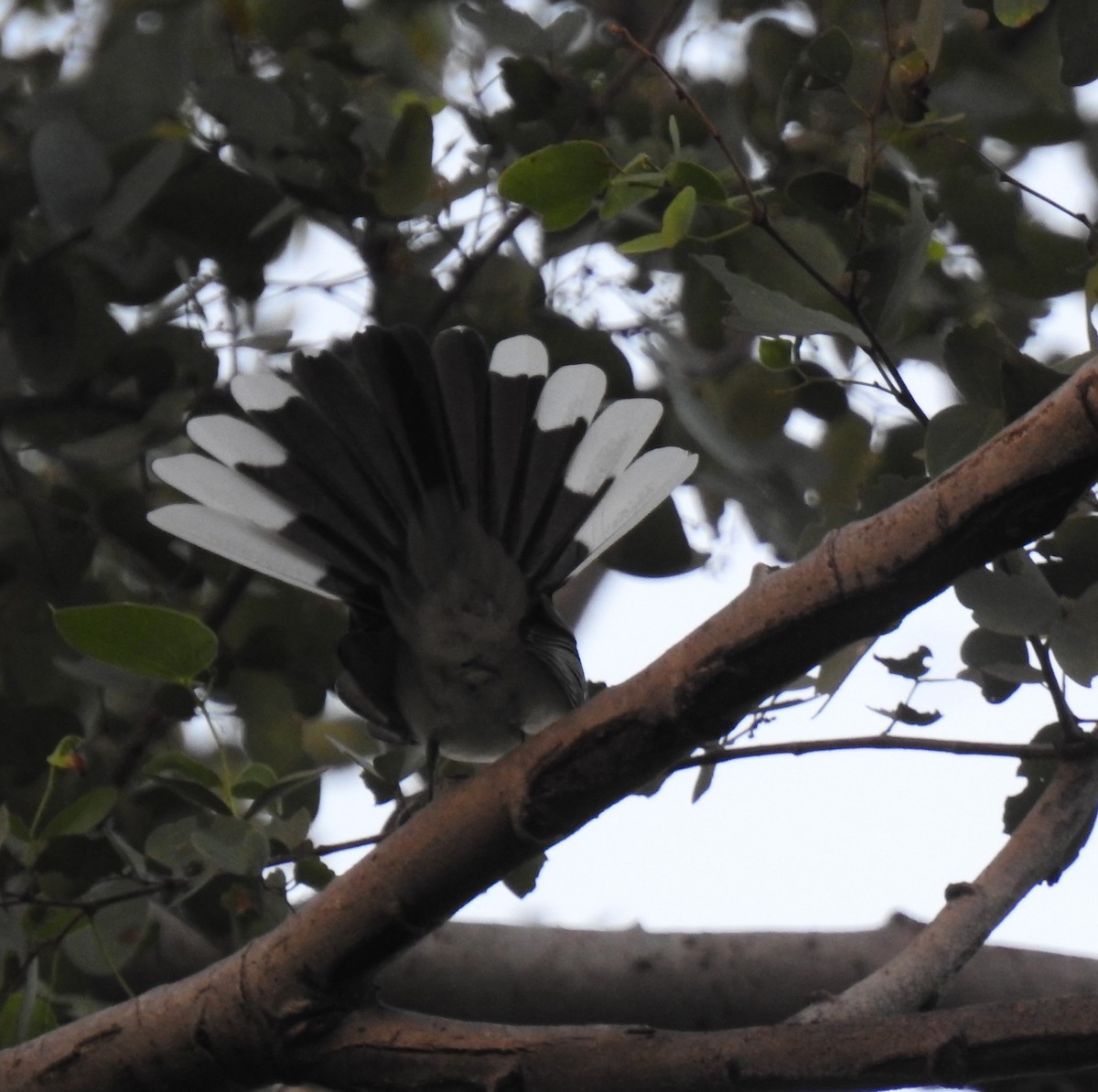 White-browed Fantail - ML610329365