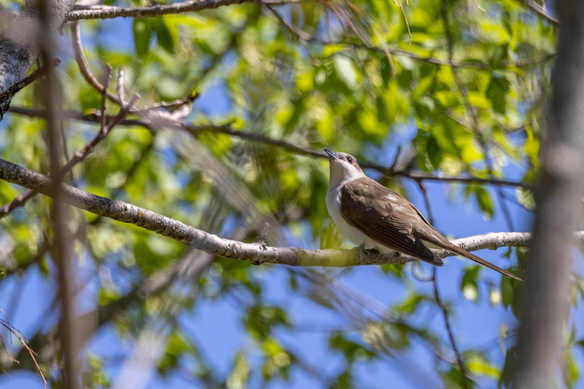 Black-billed Cuckoo - Carol Holmes