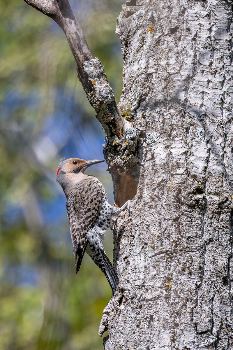 Northern Flicker - Carol Holmes