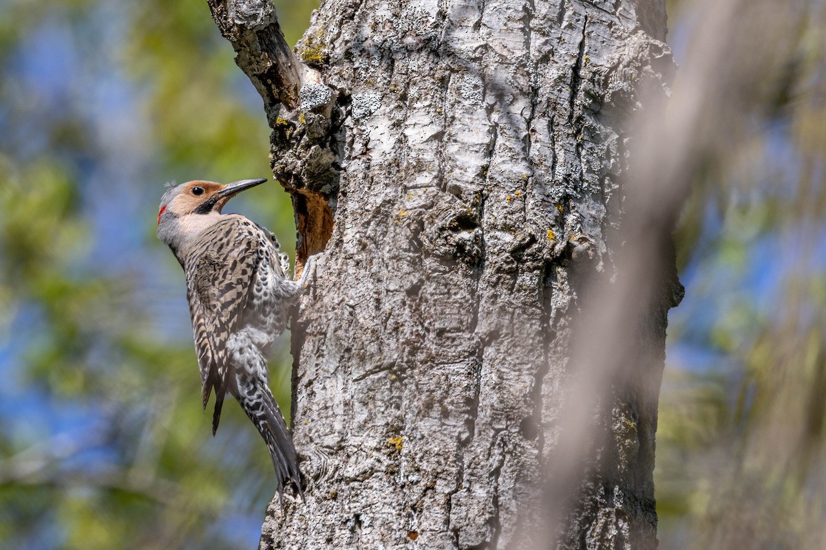 Northern Flicker - Carol Holmes