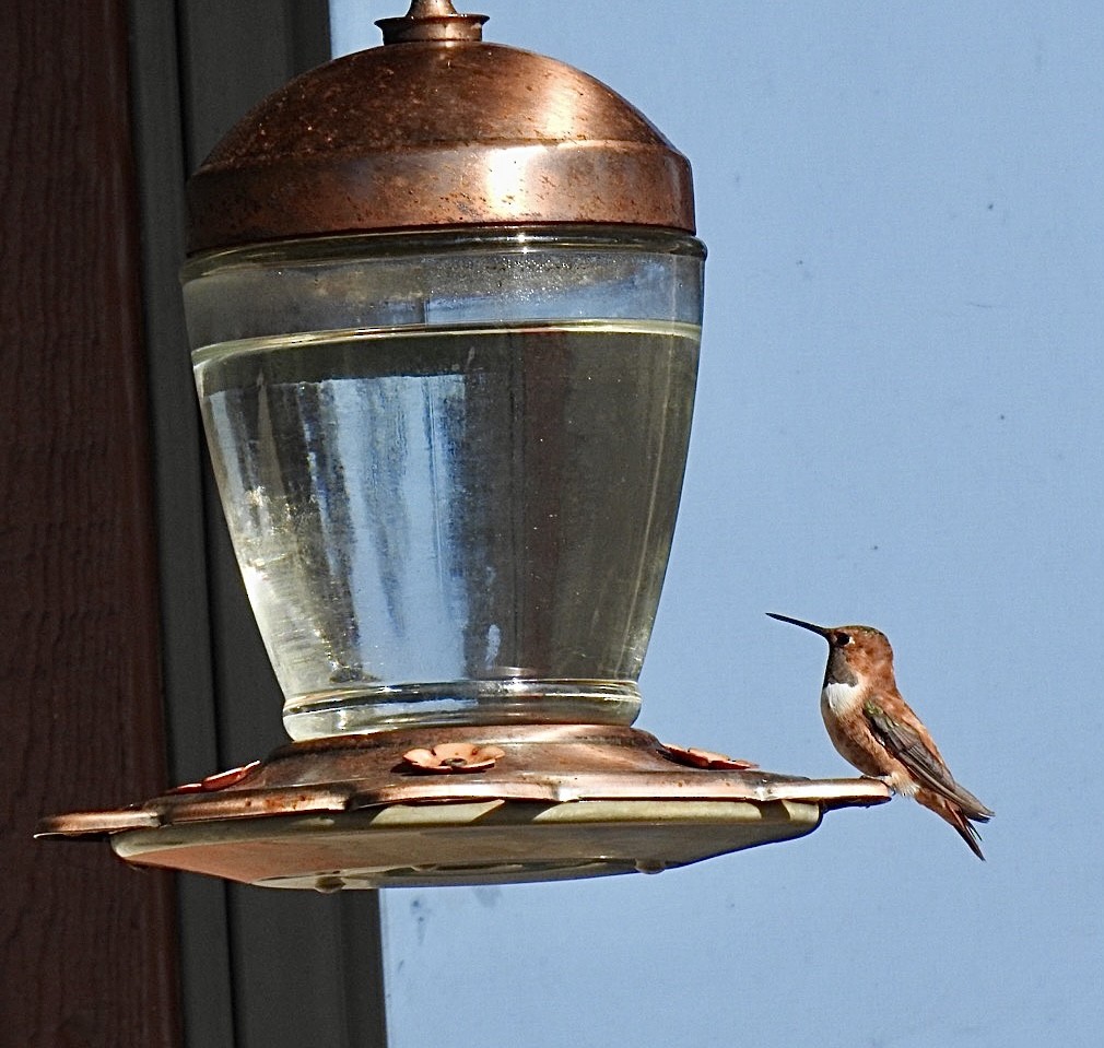 Rufous Hummingbird - ML610329534