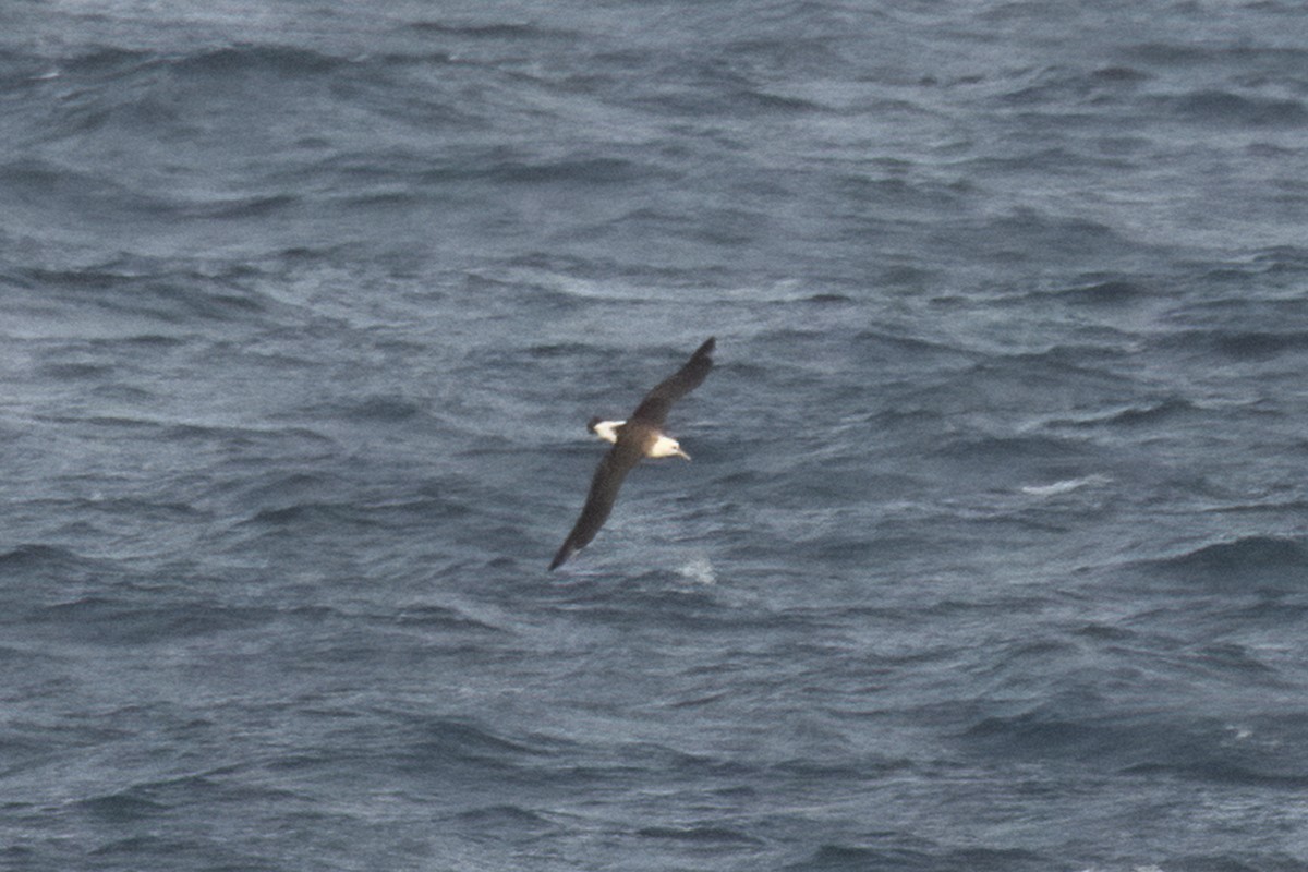 laysanalbatross - ML610329596