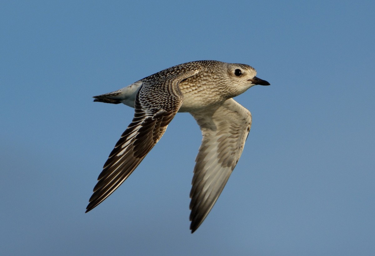 Black-bellied Plover - Bill Thompson