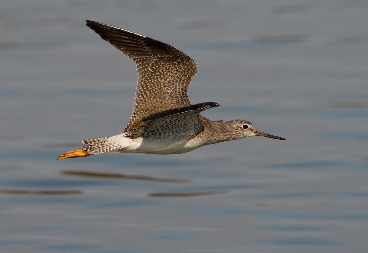 Greater Yellowlegs - Bill Thompson