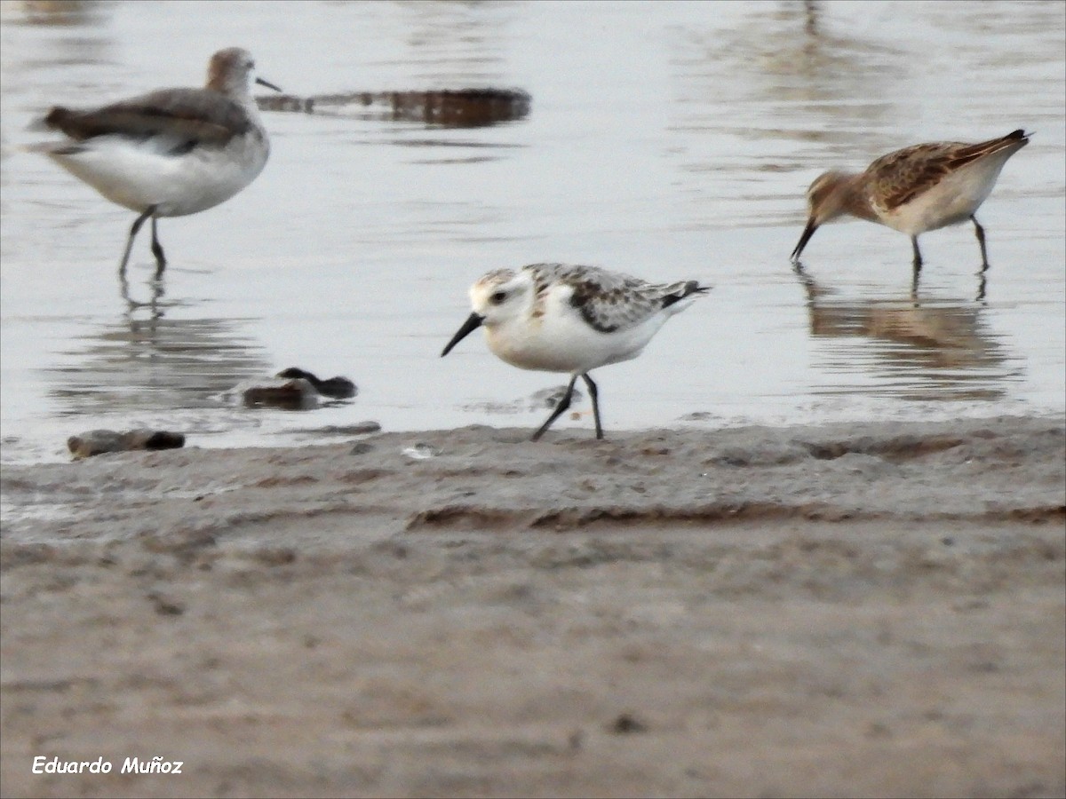 Bécasseau sanderling - ML610329638