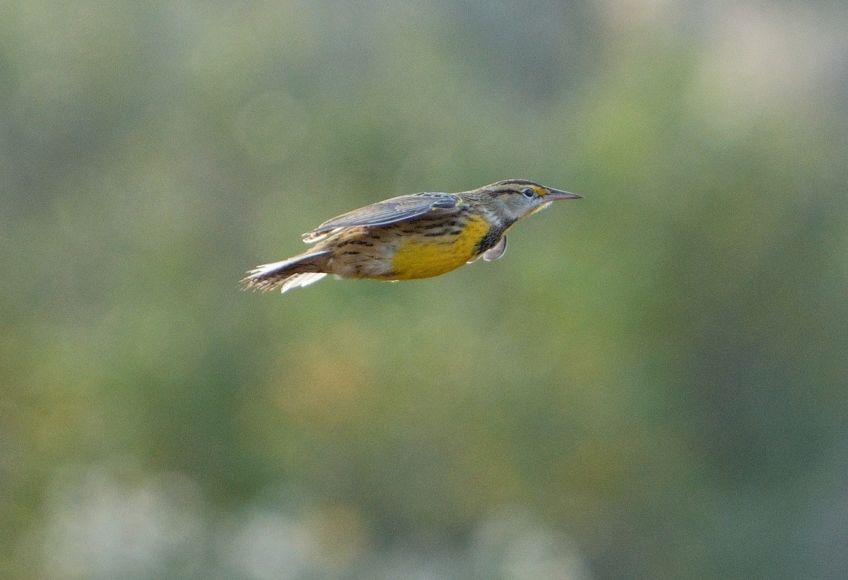 Eastern Meadowlark - Bill Thompson