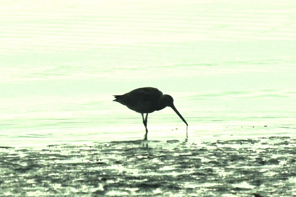 Bar-tailed Godwit - ML610329728