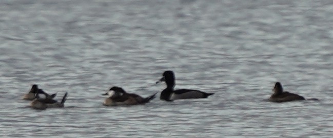 Ring-necked Duck - ML610329776
