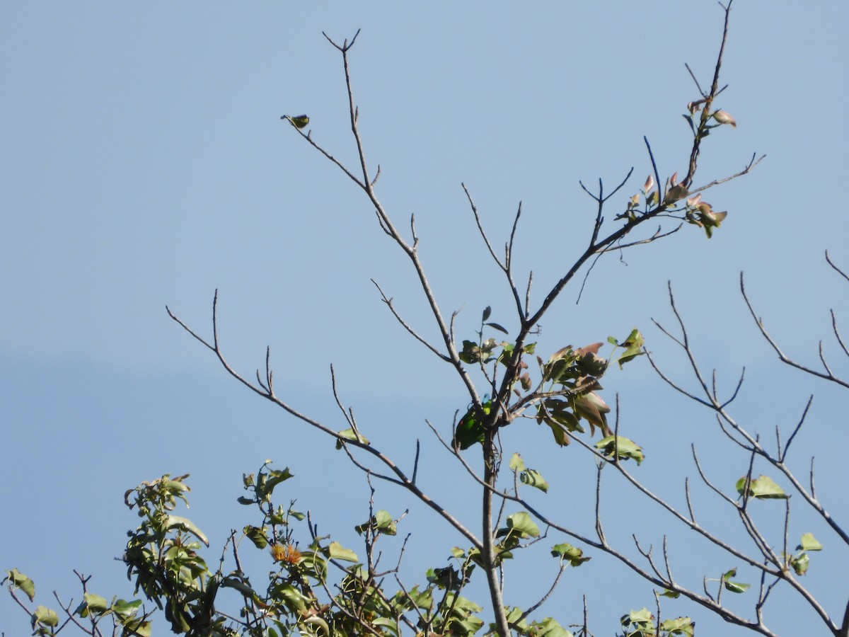 Sulawesi Hanging-Parrot - ML610329959