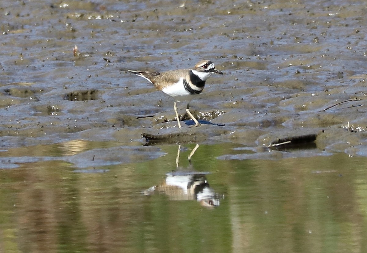 Killdeer - ML610329972