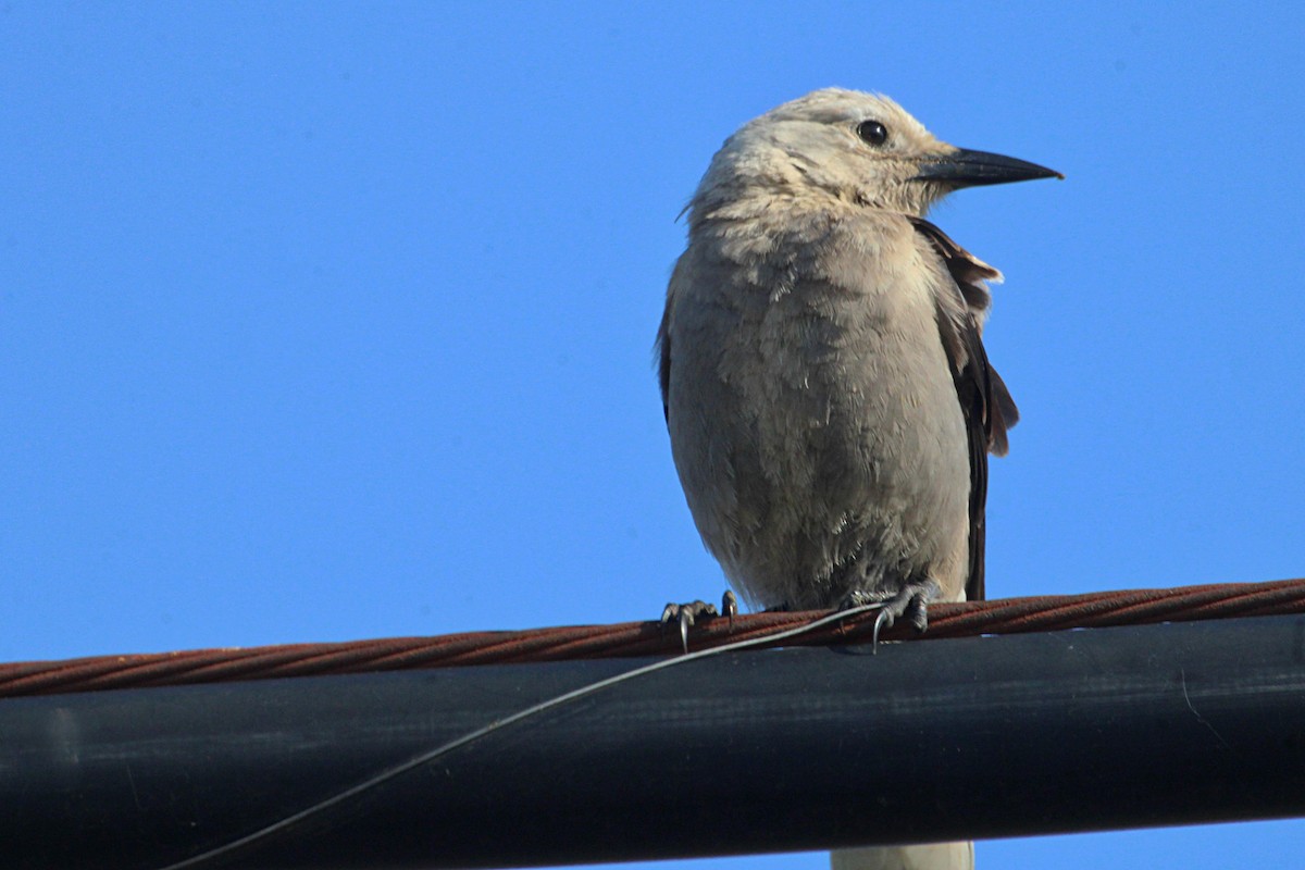 Clark's Nutcracker - ML610330061