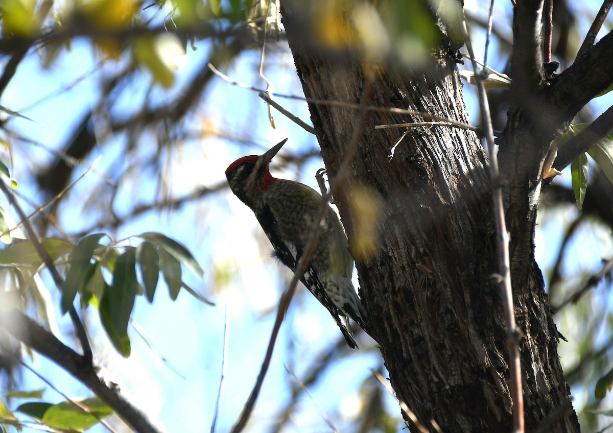 Red-naped Sapsucker - ML610330076