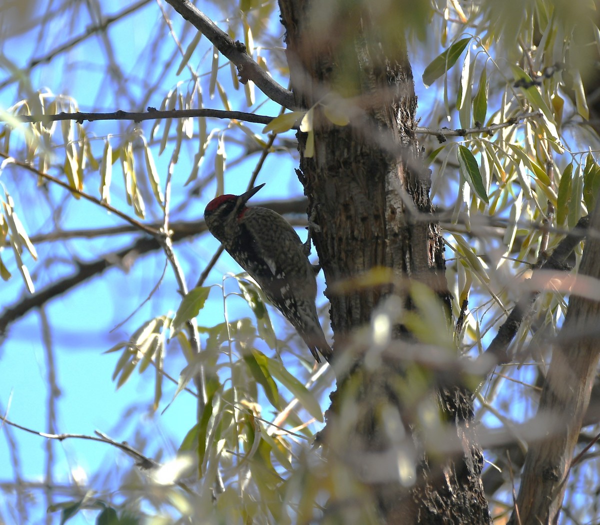 Red-naped Sapsucker - ML610330079