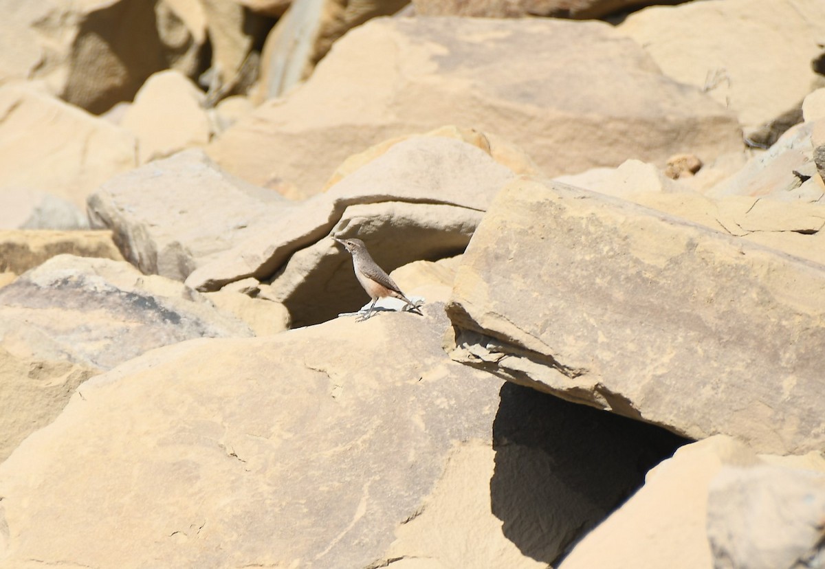 Rock Wren - Kathy Morales Eric Julson