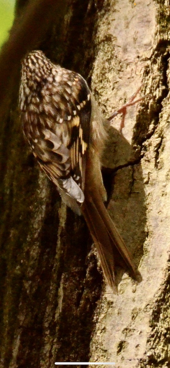 Brown Creeper - MiMi Hoffmaster 🦩👀👂