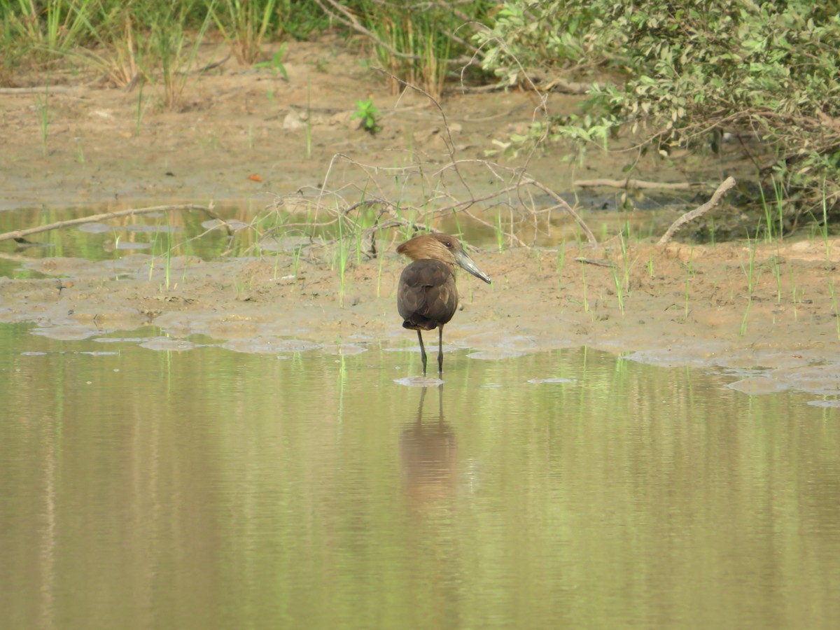 Hamerkop - ML610330116