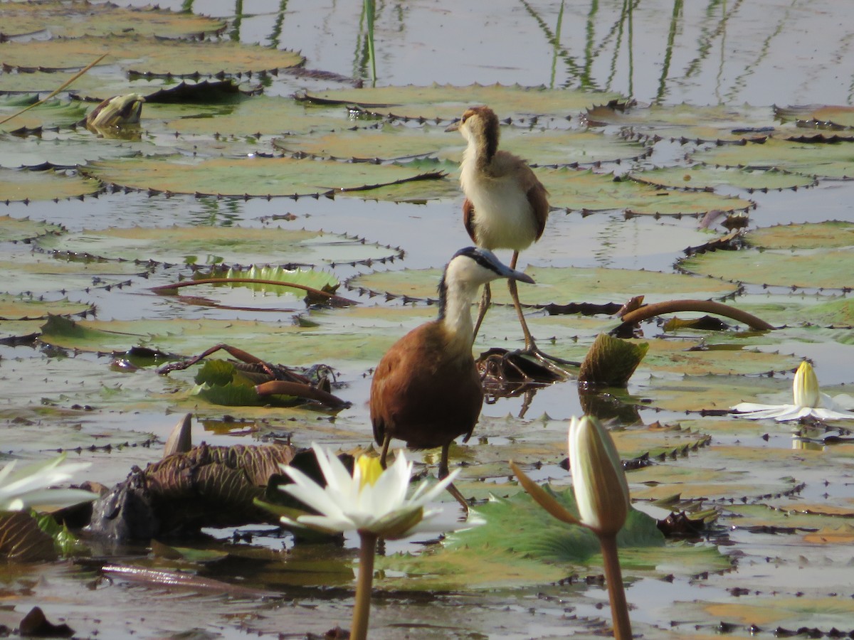 African Jacana - ML610330157