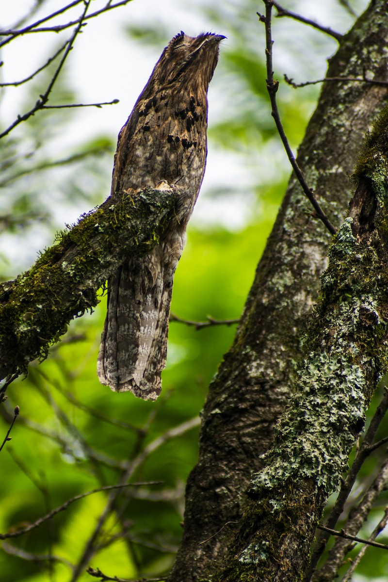 Common Potoo - Agustín Casale