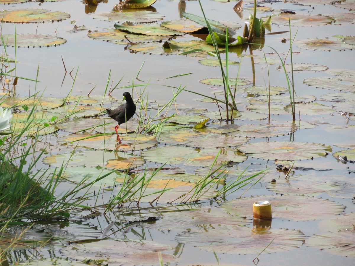 Black Crake - Ragupathy Kannan