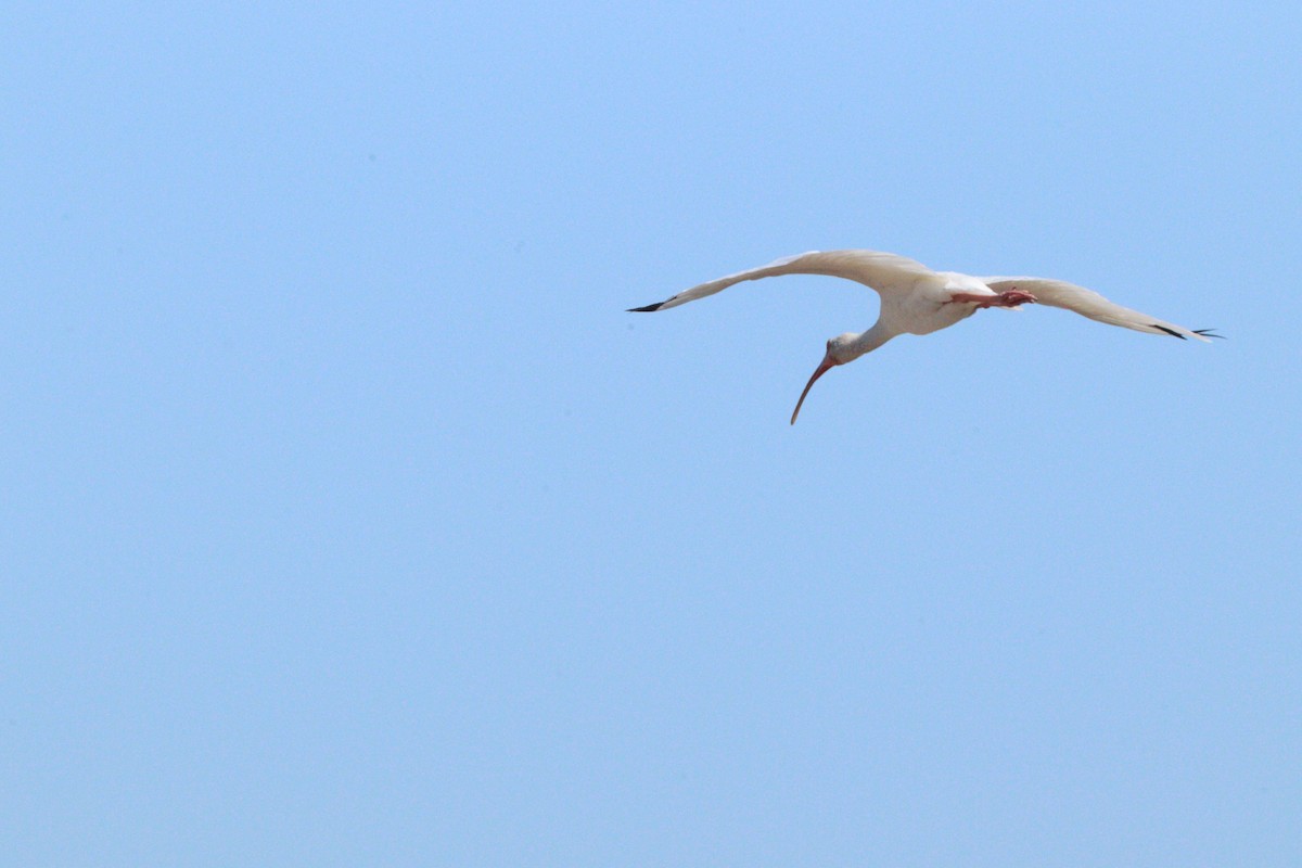 ibis bílý - ML610330240