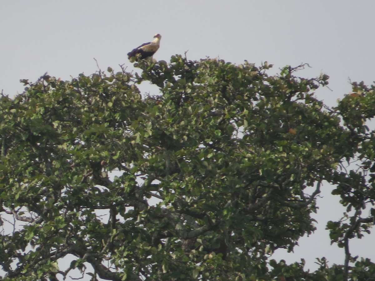 Palm-nut Vulture - ML610330319