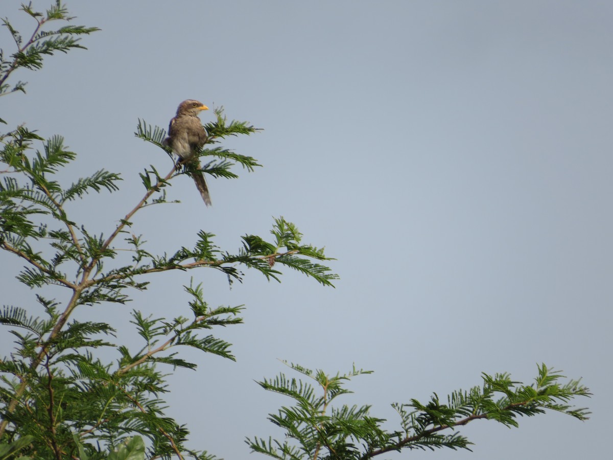 Yellow-billed Shrike - ML610330410