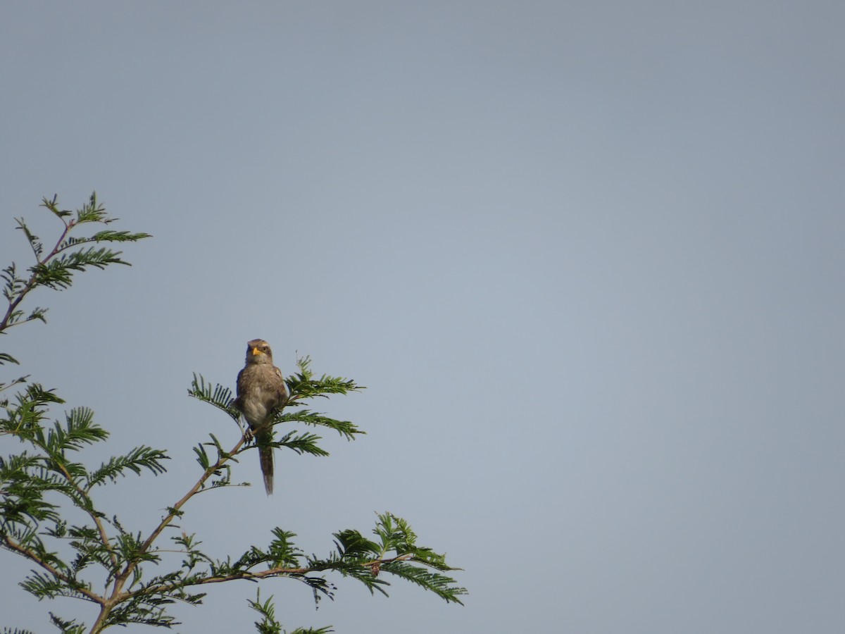 Yellow-billed Shrike - ML610330443