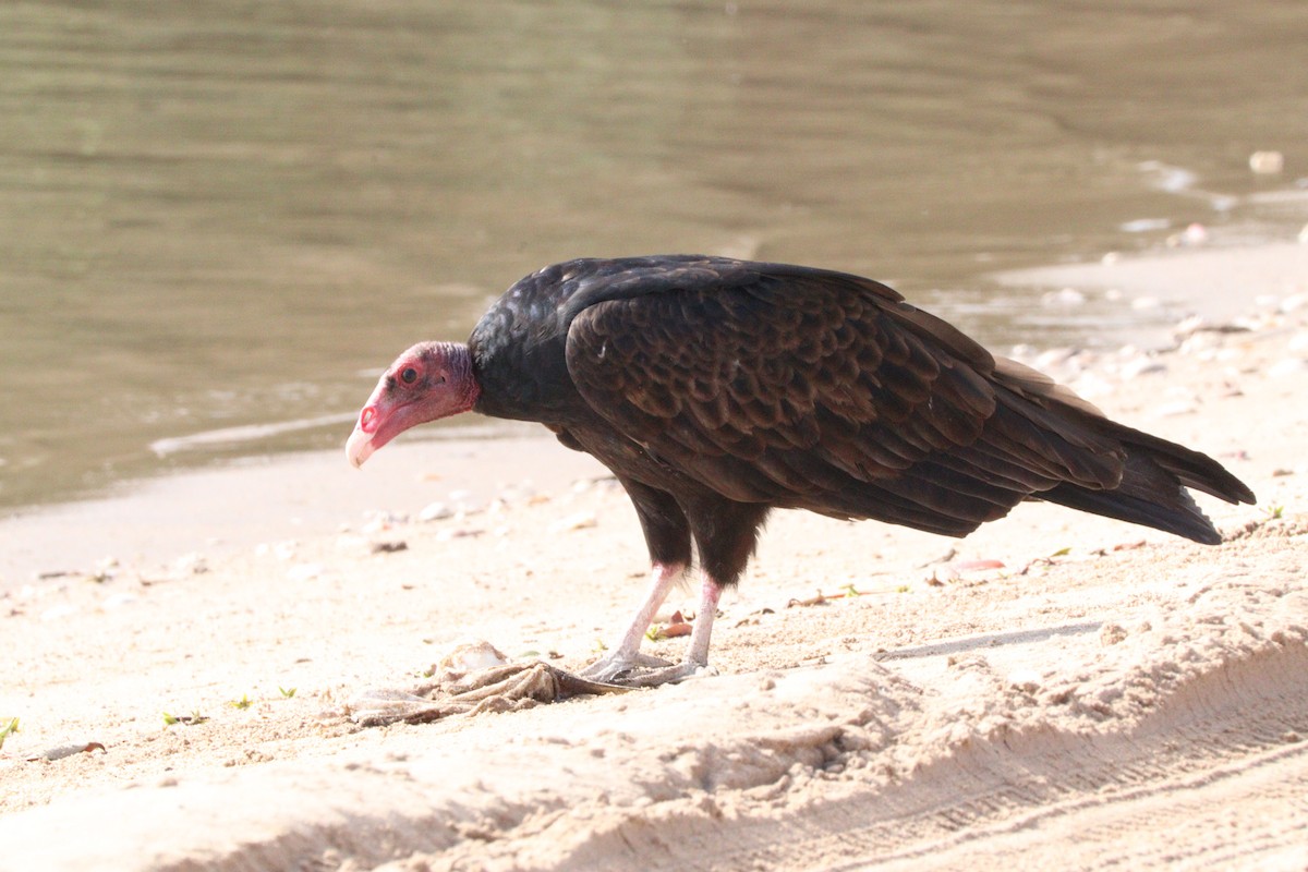 Turkey Vulture - ML610330448