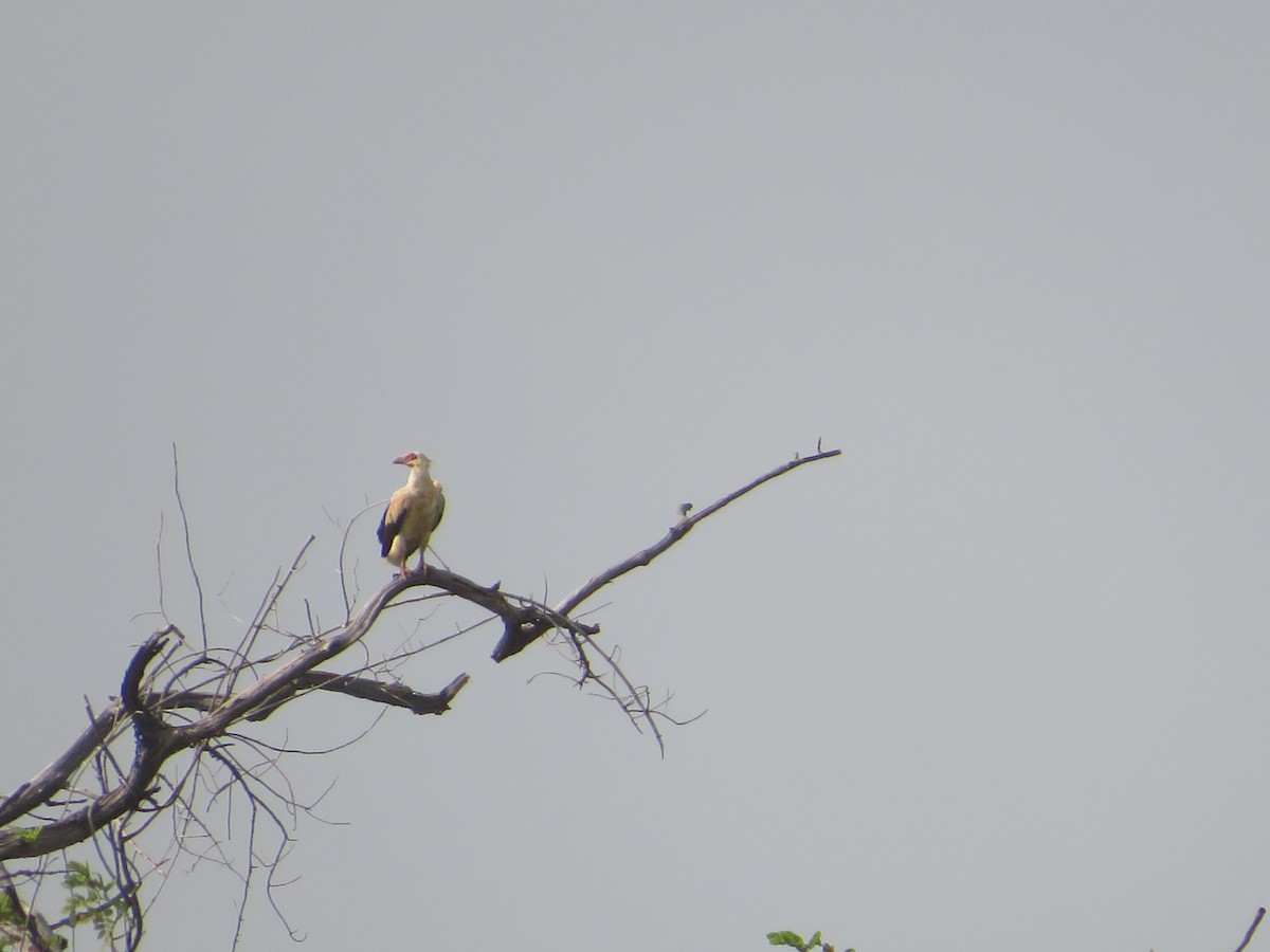 Palm-nut Vulture - ML610330464