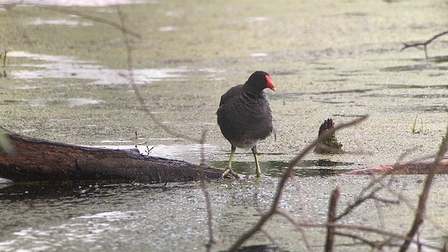 Gallinule d'Amérique - ML610330469