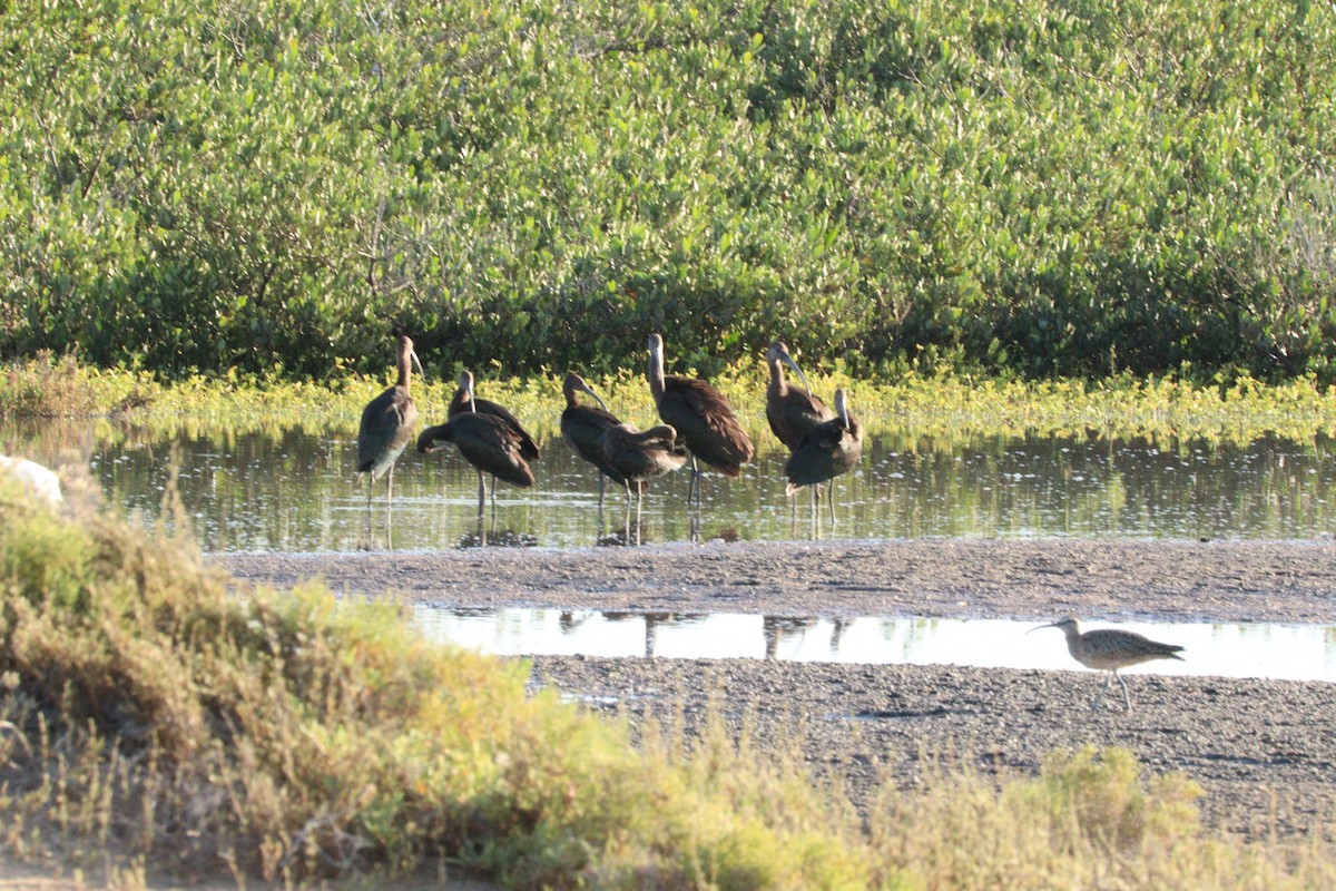 White-faced Ibis - ML610330475