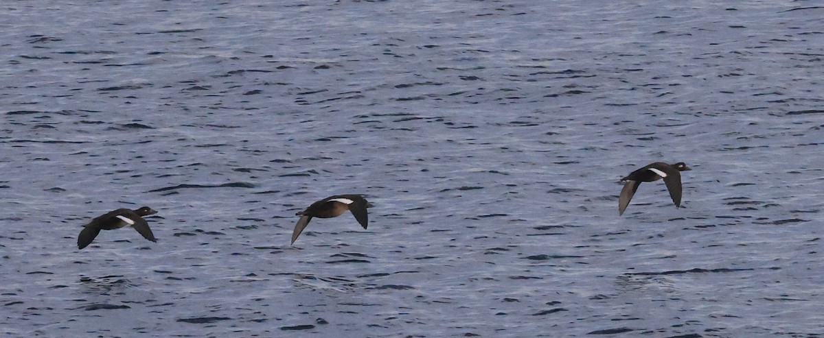 White-winged Scoter - Edward Pullen