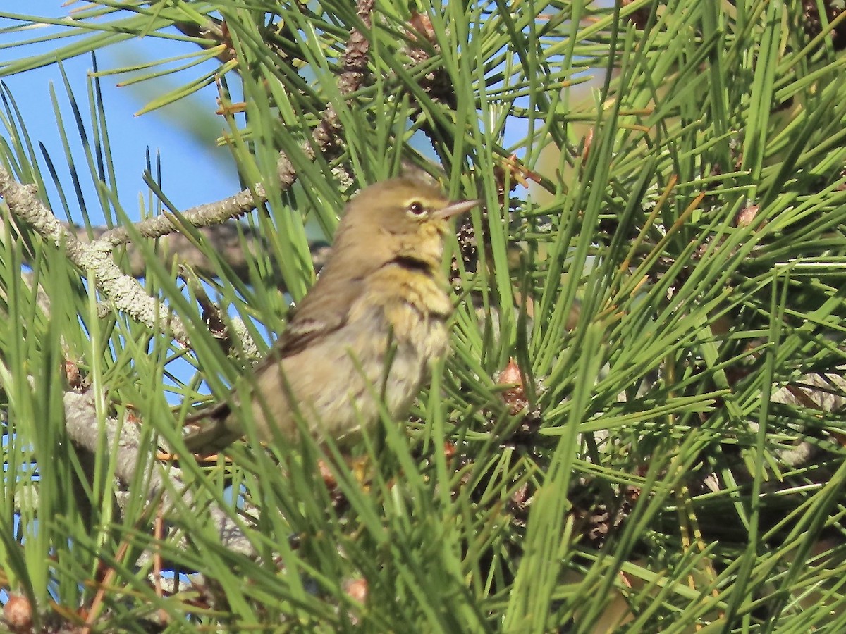 Pine Warbler - ML610330675