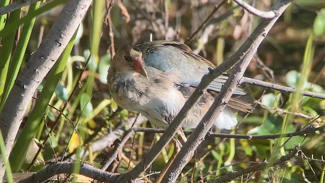 Purple Gallinule - ML610330770