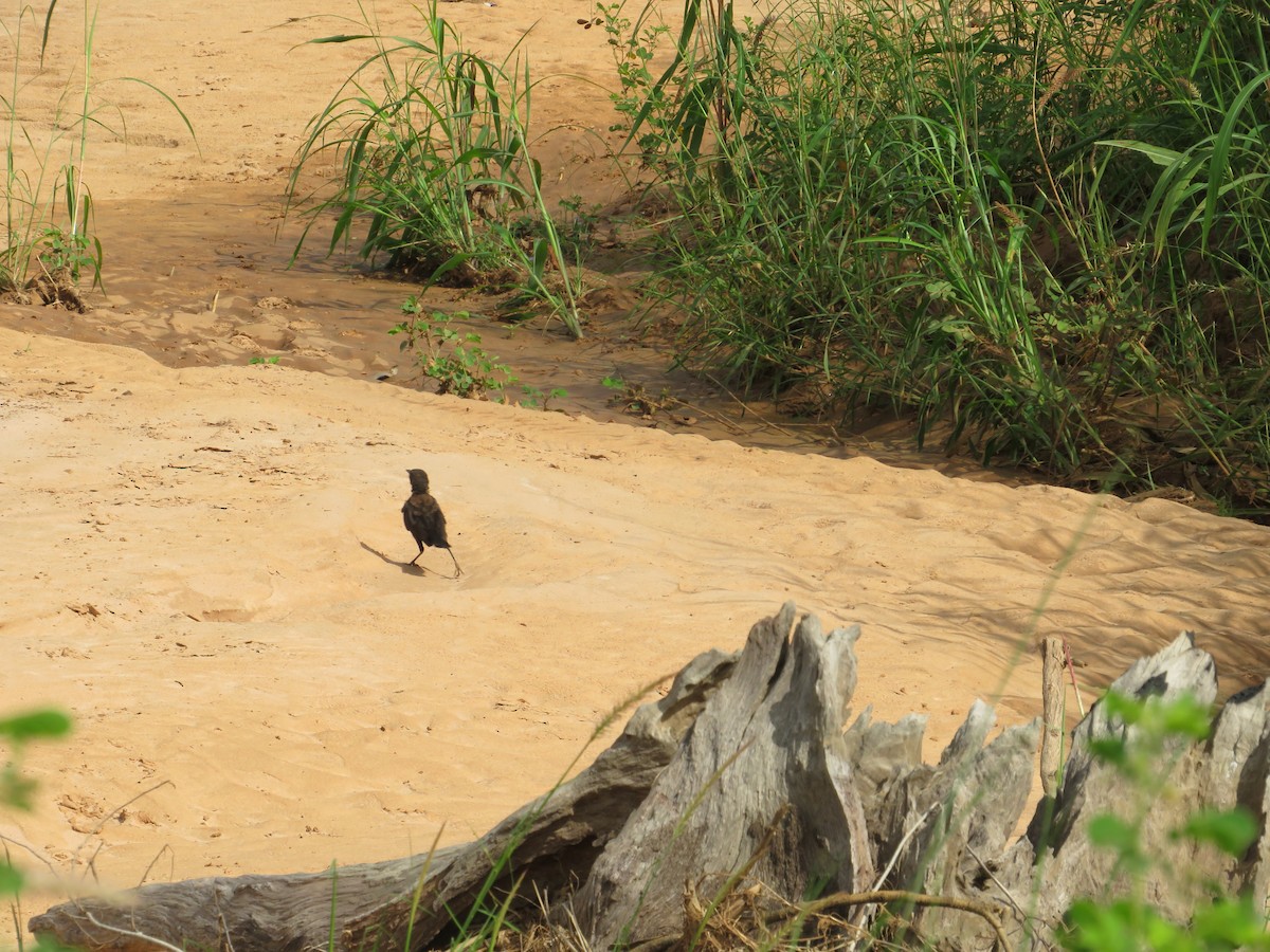 Northern Anteater-Chat - ML610330782