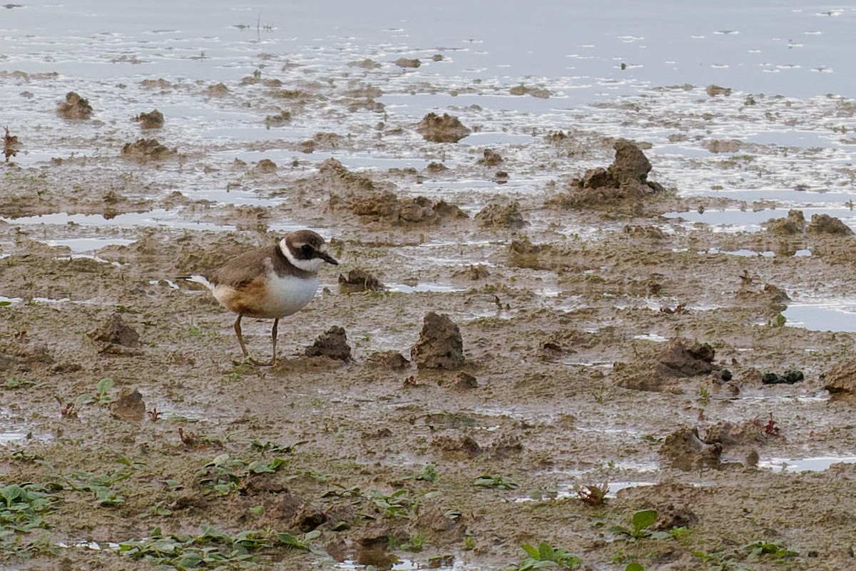 Common Ringed Plover - ML610330883
