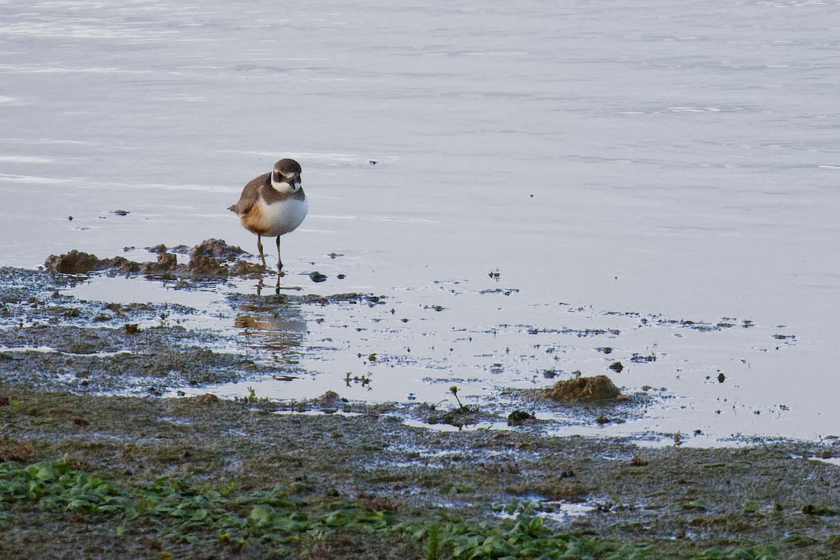 Common Ringed Plover - ML610330884