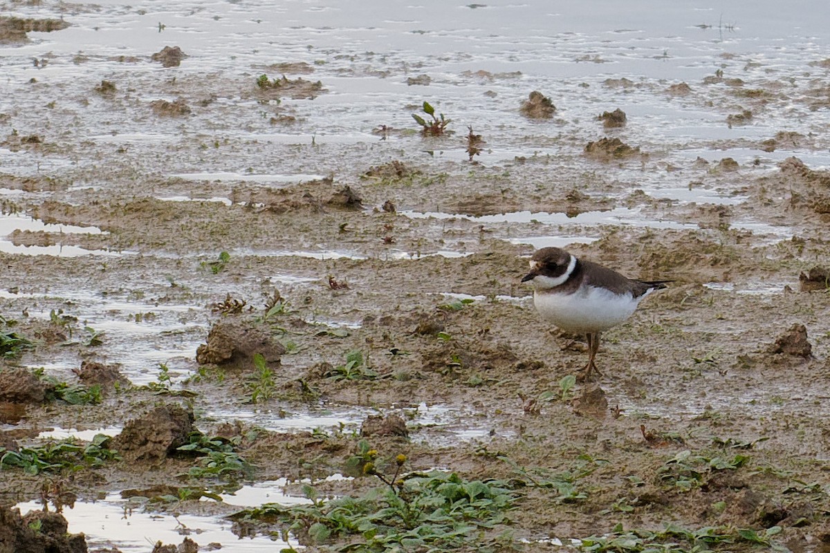 Common Ringed Plover - ML610330885