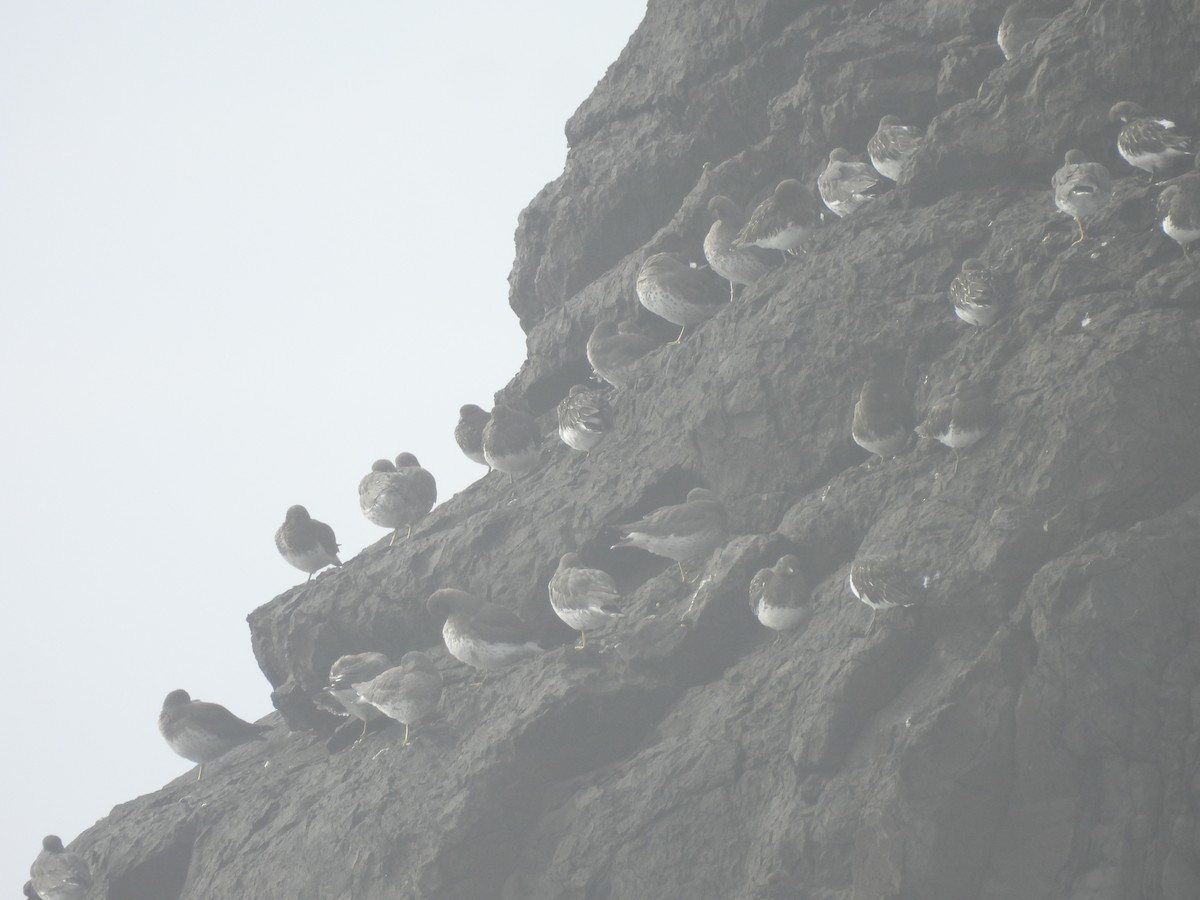 Black Turnstone - Mark Stevens